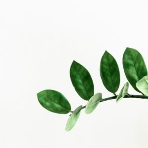 Boncellensis Secullant